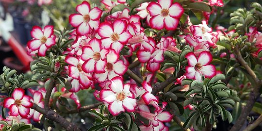 Tips Melebatkan Bunga Adenium atau Kamboja Jepang yang 'Malas' Berkuncup