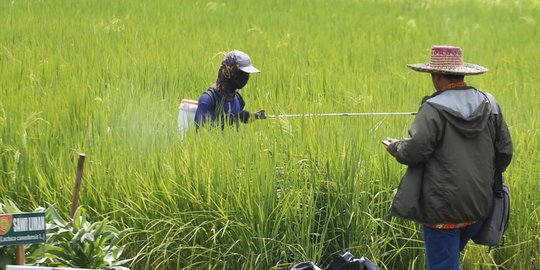 Masuk Musim Tanam 2021, Petani Minta Pemda Segera Terbitkan SK Pupuk Subsidi