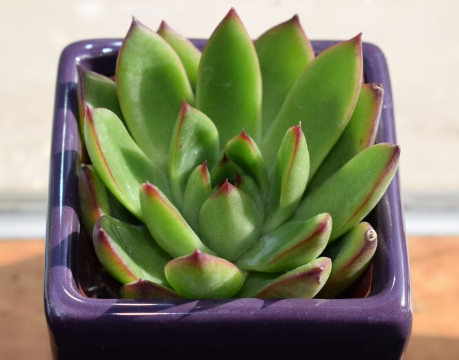 ilustrasi sukulen echeveria agavoides ebony