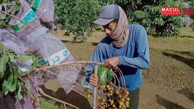 kebun lengkeng milik pensiunan jenderal tni