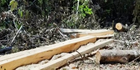 PKB: 60 Ribu Hektare Hutan di Kalsel 'Hilang' Setiap Tahun