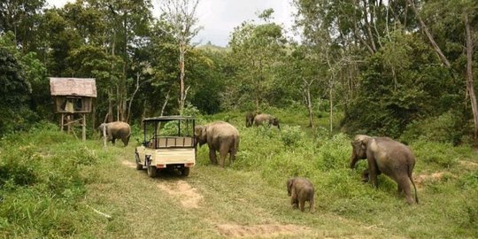 Mengunjungi Barumun Nagari Wildlife Sanctuary, Rumah Bagi Gajah Sumatra yang Terluka
