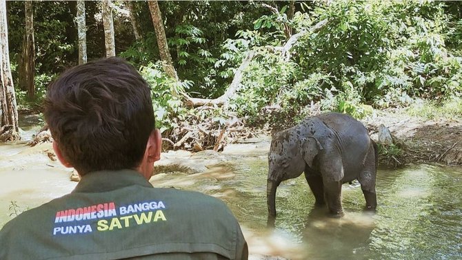 mengunjungi barumun nagari wildlife sanctuary rumah bagi gajah sumatra yang terluka