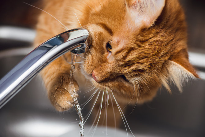 Kabur Setiap Jadwal Mandi, Ini Alasan Kucing Takut pada Air 
