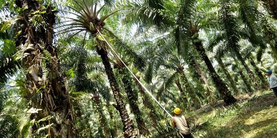 Wamendag Waspadai Kampanye Negatif Kelapa Sawit Indonesia di Swiss