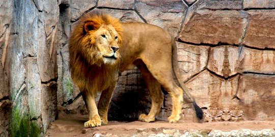 Bisa Lihat Singa Tanpa Penghalang, Kebun Binatang Bandung Tawarkan Konsep Ini