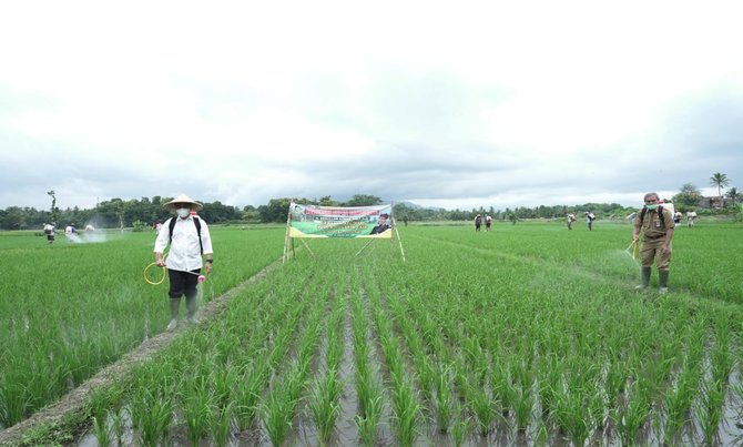 banyuwangi bagikan pupuk organik gratis