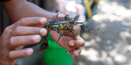 Pengusaha Lobster Bali Lakukan Budidaya Laiknya di Vietnam