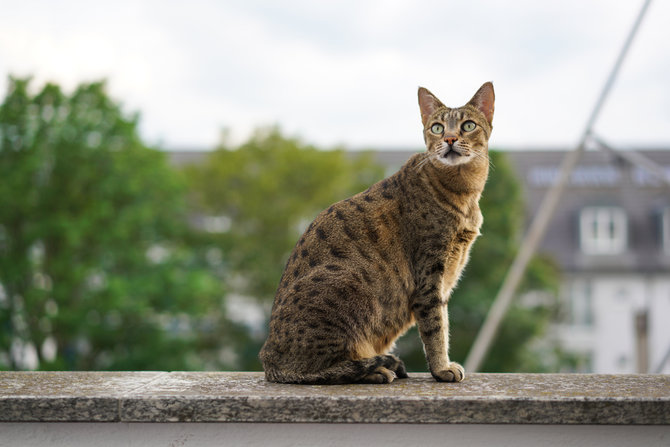suka berenang 10 jenis kucing ini cocok diajak bermain air