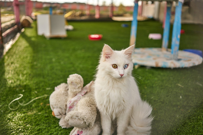 suka berenang 10 jenis kucing ini cocok diajak bermain air