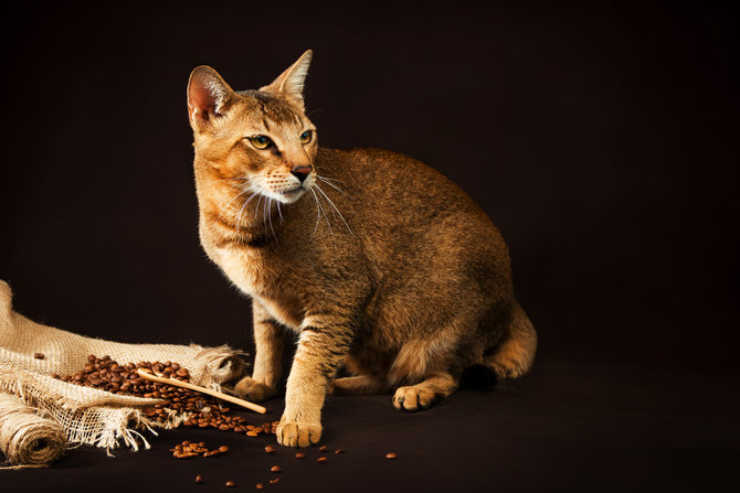 Tandanya Pintar, Ini 10 Jenis Kucing yang Punya Ciri Khas Telinga 