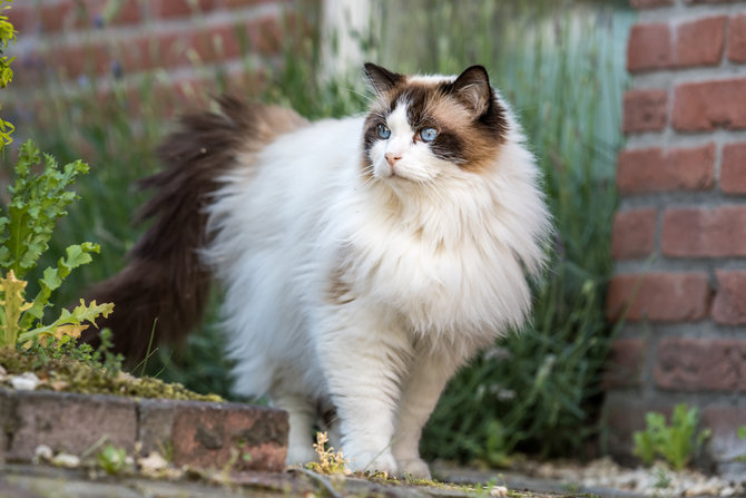 10 jenis kucing yang penyayang tempat kamu curahkan kasih sayang