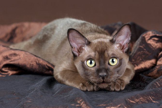 10 jenis kucing yang penyayang tempat kamu curahkan kasih sayang