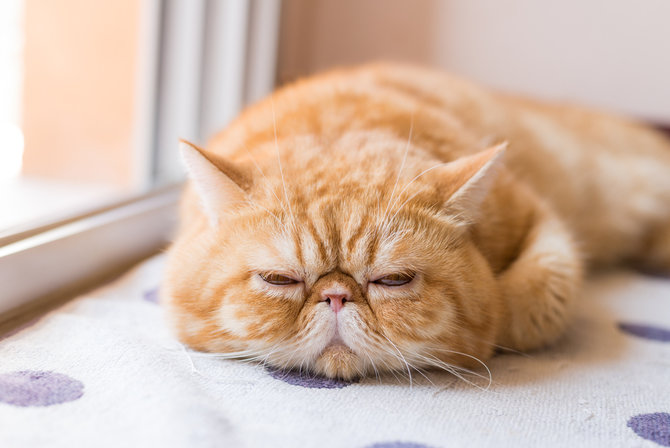10 jenis kucing yang penyayang tempat kamu curahkan kasih sayang