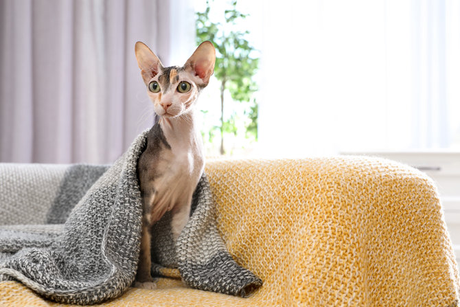 10 jenis kucing yang penyayang tempat kamu curahkan kasih sayang