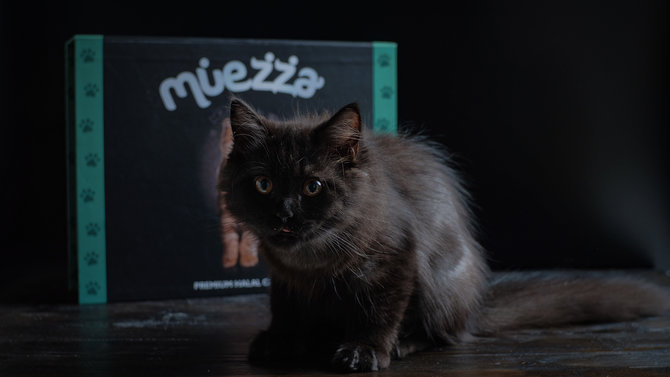10 jenis kucing yang penyayang tempat kamu curahkan kasih sayang
