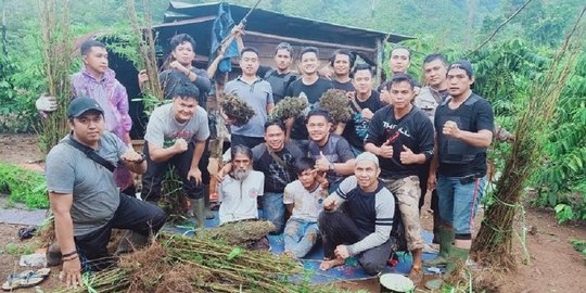 2 Hektare Ladang Ganja Ditemukan di Jambi, 2 Pelaku Ditangkap