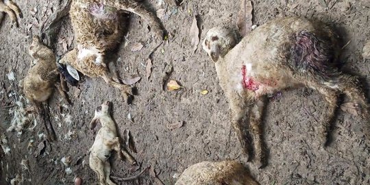 Belasan Kambing di Tuban Mati Diterkam Anjing Liar, Kondisinya Mengenaskan