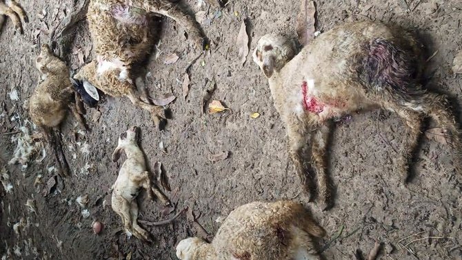belasan kambing di tuban mati mengenaskan diterkam anjing liar