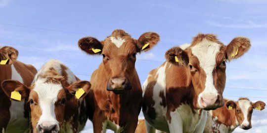 indonesia impor 502.000 ekor sapi tahun ini