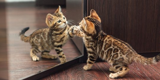 10 Respon Lucu Kucing Melihat Bayangannya Sendiri di Cermin