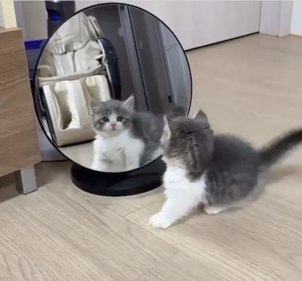 10 respon lucu kucing melihat bayangannya sendiri di cermin