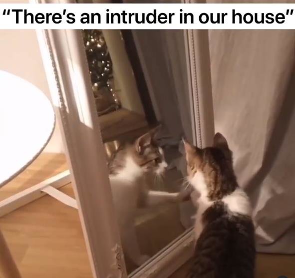 10 respon lucu kucing melihat bayangannya sendiri di cermin