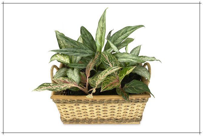 ilustrasi aglaonema