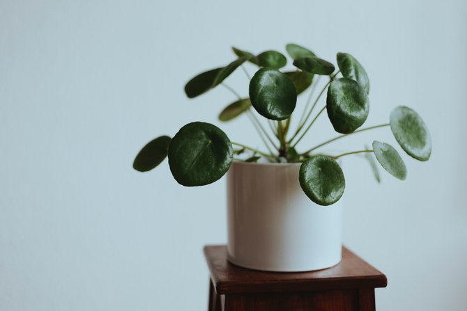 ilustrasi pilea