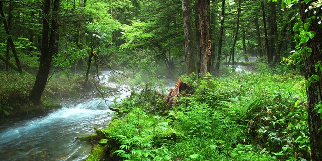 6 Jenis Hutan Di Indonesia Beserta Ciri Cirinya Merdeka Com