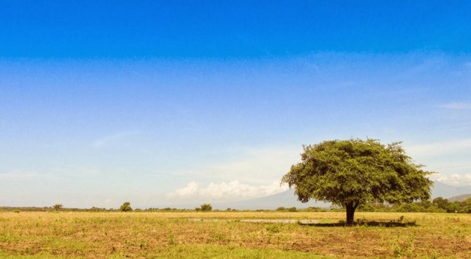 sabana taman nasional baluran