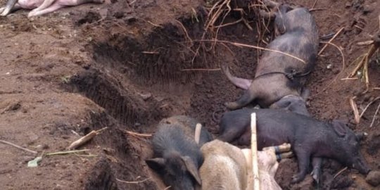 Ratusan Ternak Babi Warga NTT Mati Terserang 'Demam Babi Afrika'