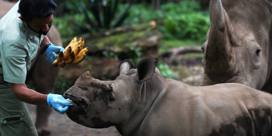 Melihat Anak Badak Putih yang Lahir di Taman Safari Indonesia