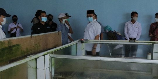Gubernur Babel: Penyu Sisik dan Hijau Terancam Punah