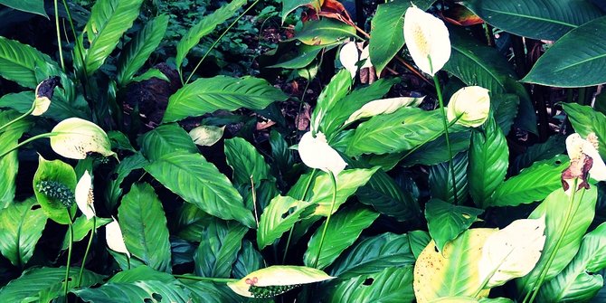 ilustrasi peace lily