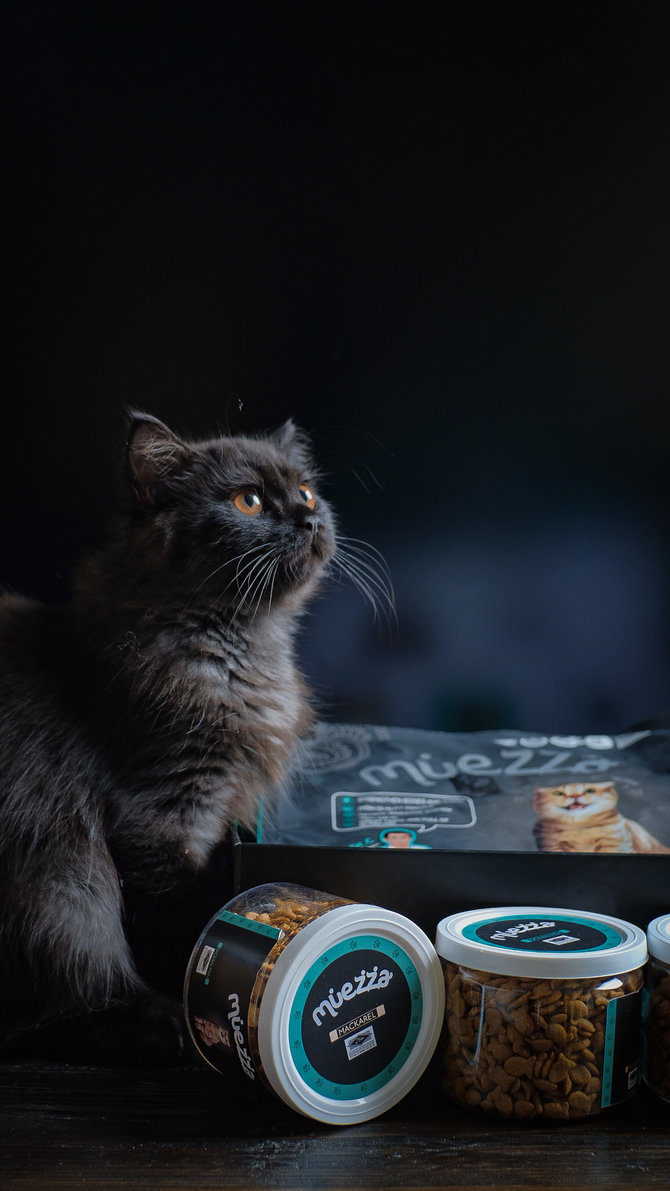 sehat dan berbulu lebat ini tips nutrisi tepat untuk kucing anggora