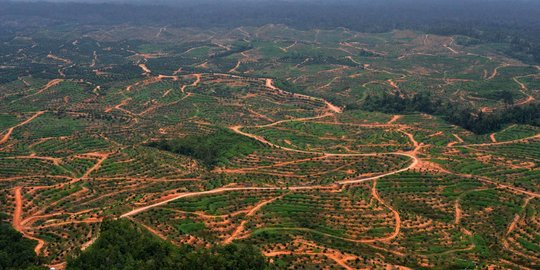KLHK Ungkap Izin Pakai Kawasan Hutan di Kalimantan Selatan Seluas 56,243 Hektar