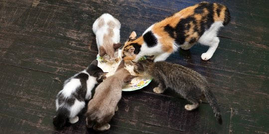 Pengganti Susu Kucing untuk Peliharaan yang Baru Lahir, Begini 