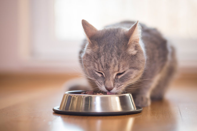 jangan salah pilih makanan kucing lucu baca dulu label nutrisinya