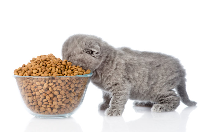 jangan salah pilih makanan kucing lucu baca dulu label nutrisinya