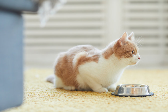 jangan salah pilih makanan kucing lucu baca dulu label nutrisinya