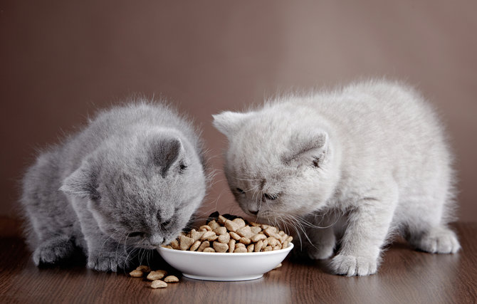 jangan salah pilih makanan kucing lucu baca dulu label nutrisinya