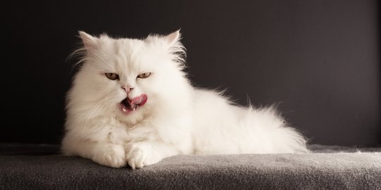 Bulu Indah dan Sehat, Ini Kunci Jitu Pilih Makanan Kucing Persia