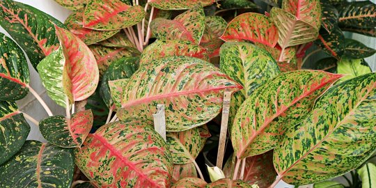 6 Kelebihan Aglonema sebagai Tanaman Hias Indoor, Bisa Ditinggal sampai Berhari-Hari