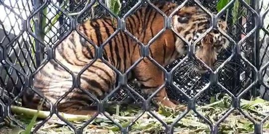 Terjerat Tali Kawat di Perkebunan Aceh, Harimau Sumatra Berhasil Diselamatkan