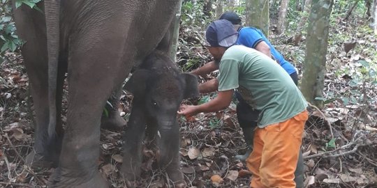 Gajah di Aceh Masuk Permukiman Warga, Kebun dan Satu Rumah Rusak