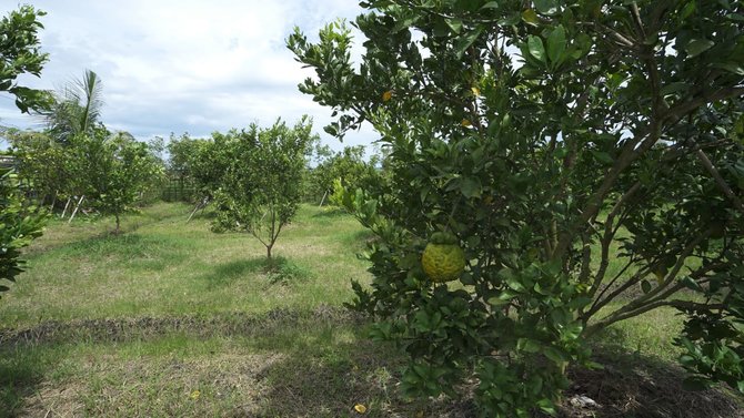 jeruk dekopon terus dikembangkan di banyuwangi