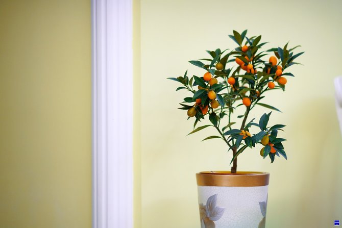ilustrasi pohon jeruk mini dalam pot