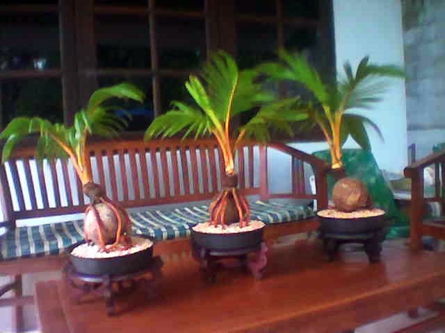 ilustrasi bonsai kelapa