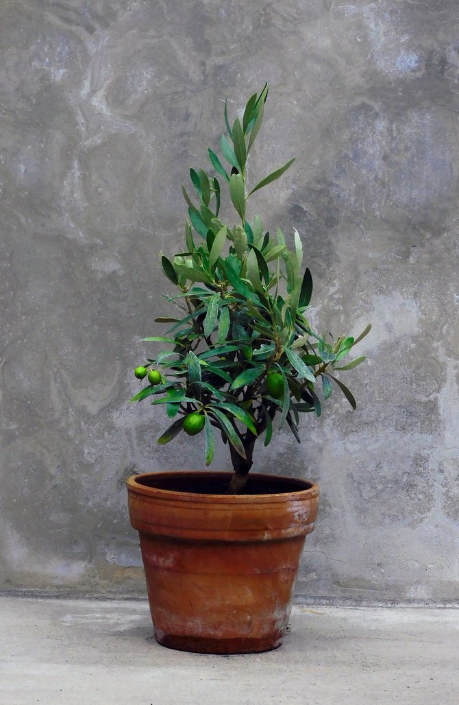 ilustrasi pohon zaitun mini dalam pot